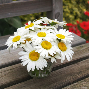 The Old Farmer's Almanac Shasta Alaska Daisy Seeds - Premium Non-GMO, Open Pollinated, Flower Seeds