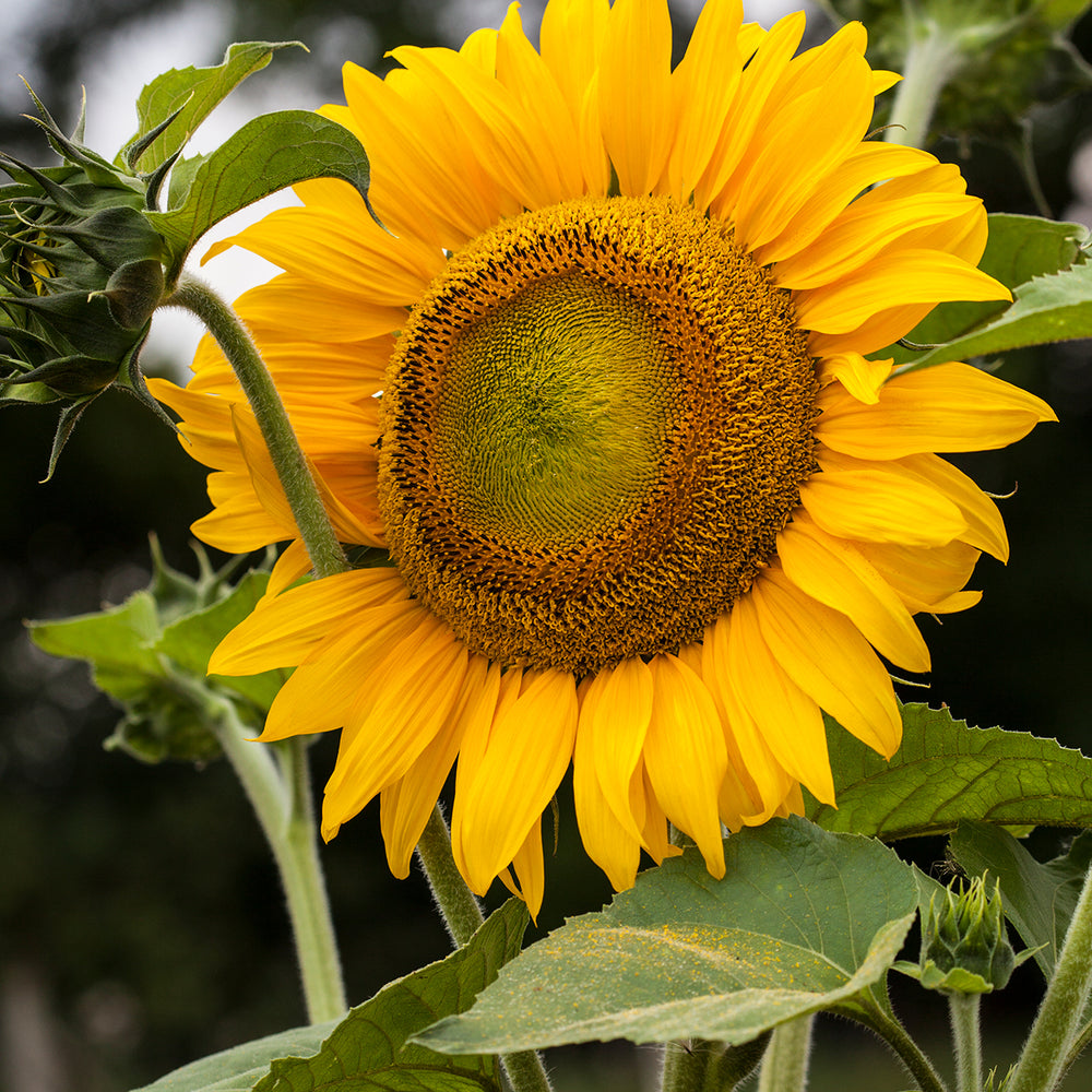 The Old Farmer's Almanac Mammoth Gray Strip Sunflower Seeds - Premium Non-GMO, Open Pollinated, USA Origin, Flower Seeds