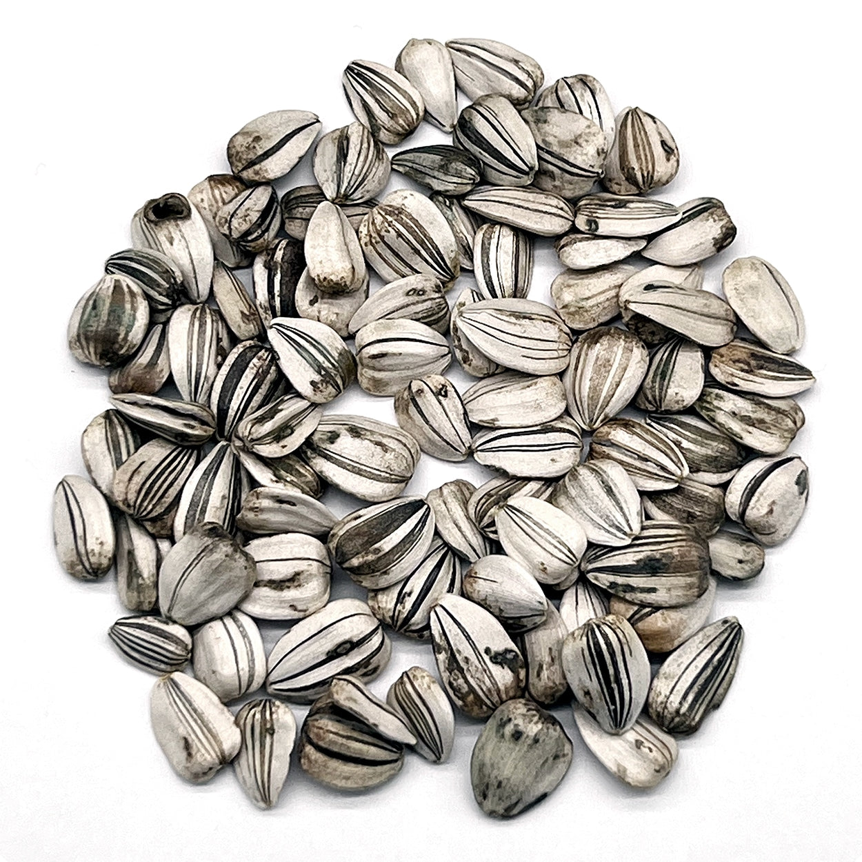 A close view of seeds on a white background 

