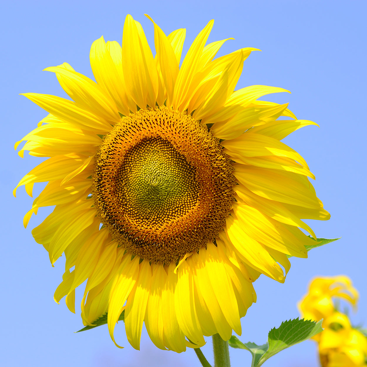 Sunflower with Sky 