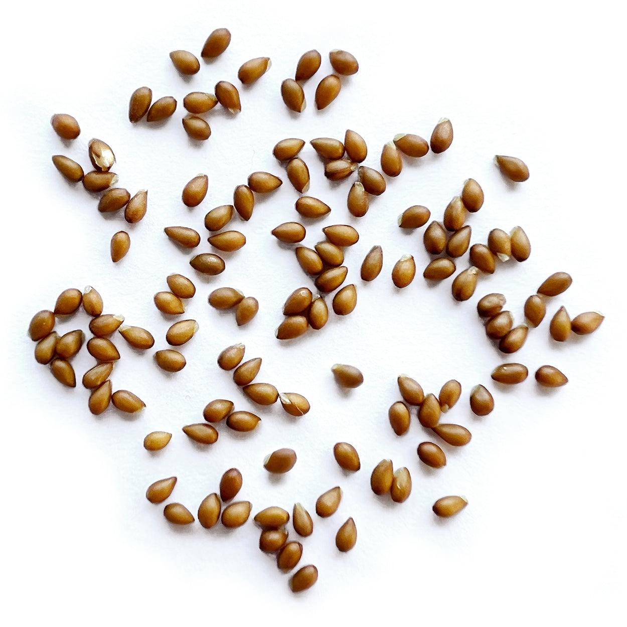 A close view of seeds on a white background 
