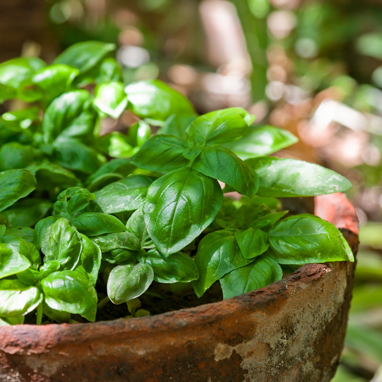 Basil Growing in a container outside 