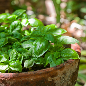 The Old Farmer's Almanac Heirloom Italian Large Leaf Basil Seeds - Premium Non-GMO, Open Pollinated, Herb Seeds