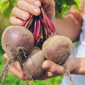 The Old Farmer's Almanac Heirloom Detroit Dark Red Beet Seeds - Premium Non-GMO, Open Pollinated, USA Origin, Vegetable Seeds