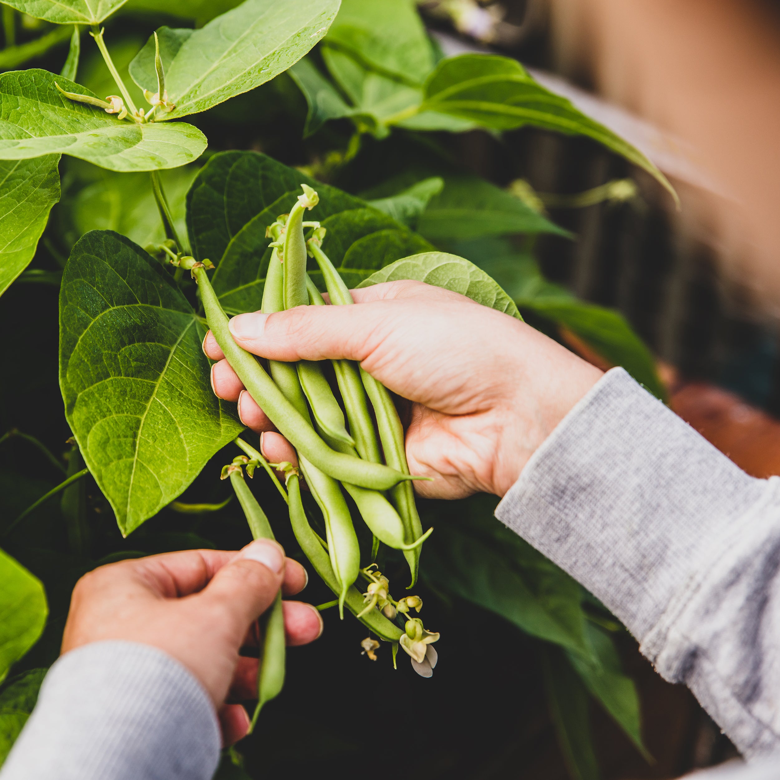 Hands picking Bush Beans 