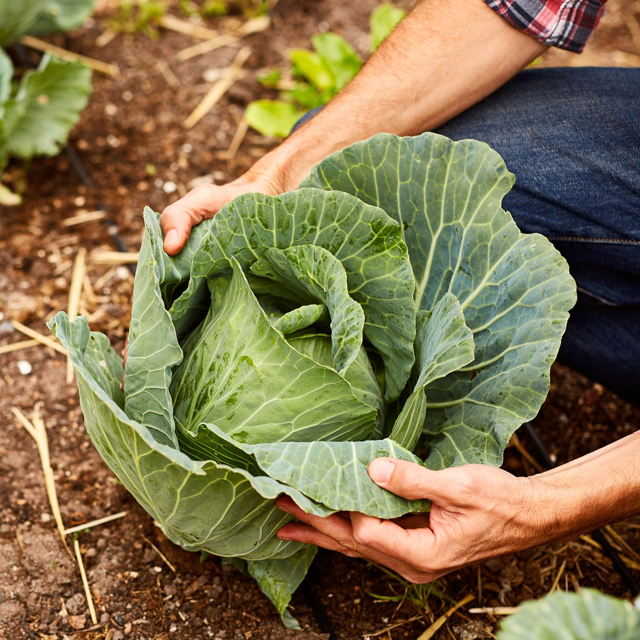 Hands picking cabbage