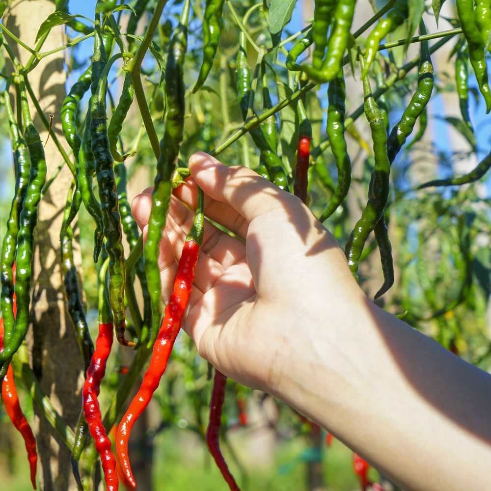 The Old Farmer's Almanac Organic Long Slim Cayenne Pepper Seeds - Premium Non-GMO, Open Pollinated, Heirloom, Vegetable Seeds