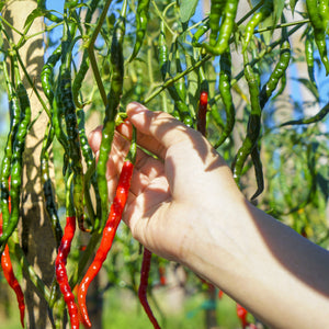 The Old Farmer's Almanac Organic Long Slim Cayenne Pepper Seeds - Premium Non-GMO, Open Pollinated, Heirloom, Vegetable Seeds