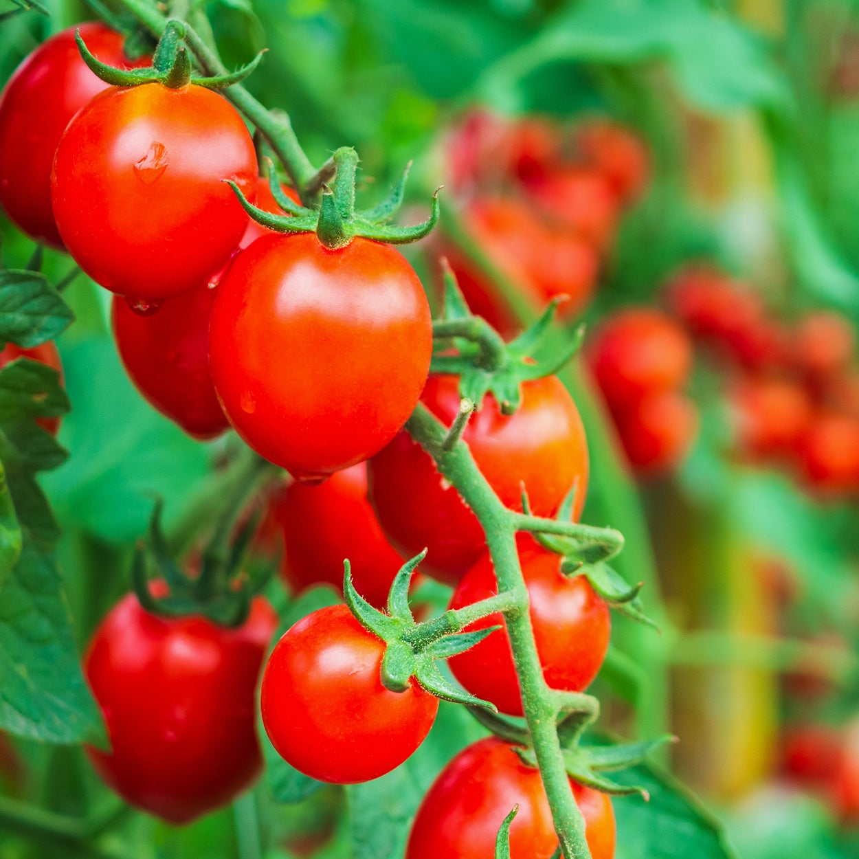 Cheery Tomatoes Growing in VIne 