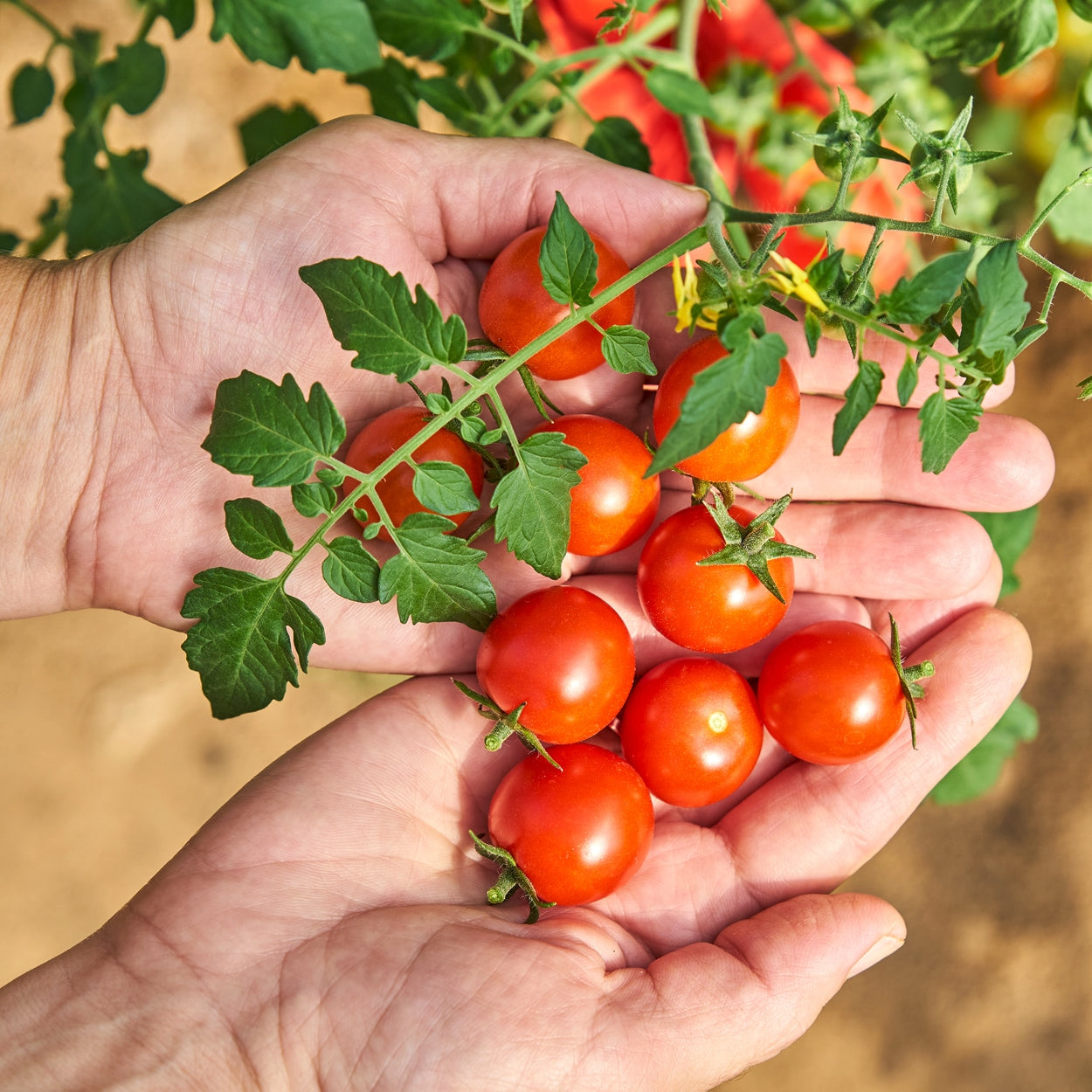 Cherry Tomatoes on Vine in hands 