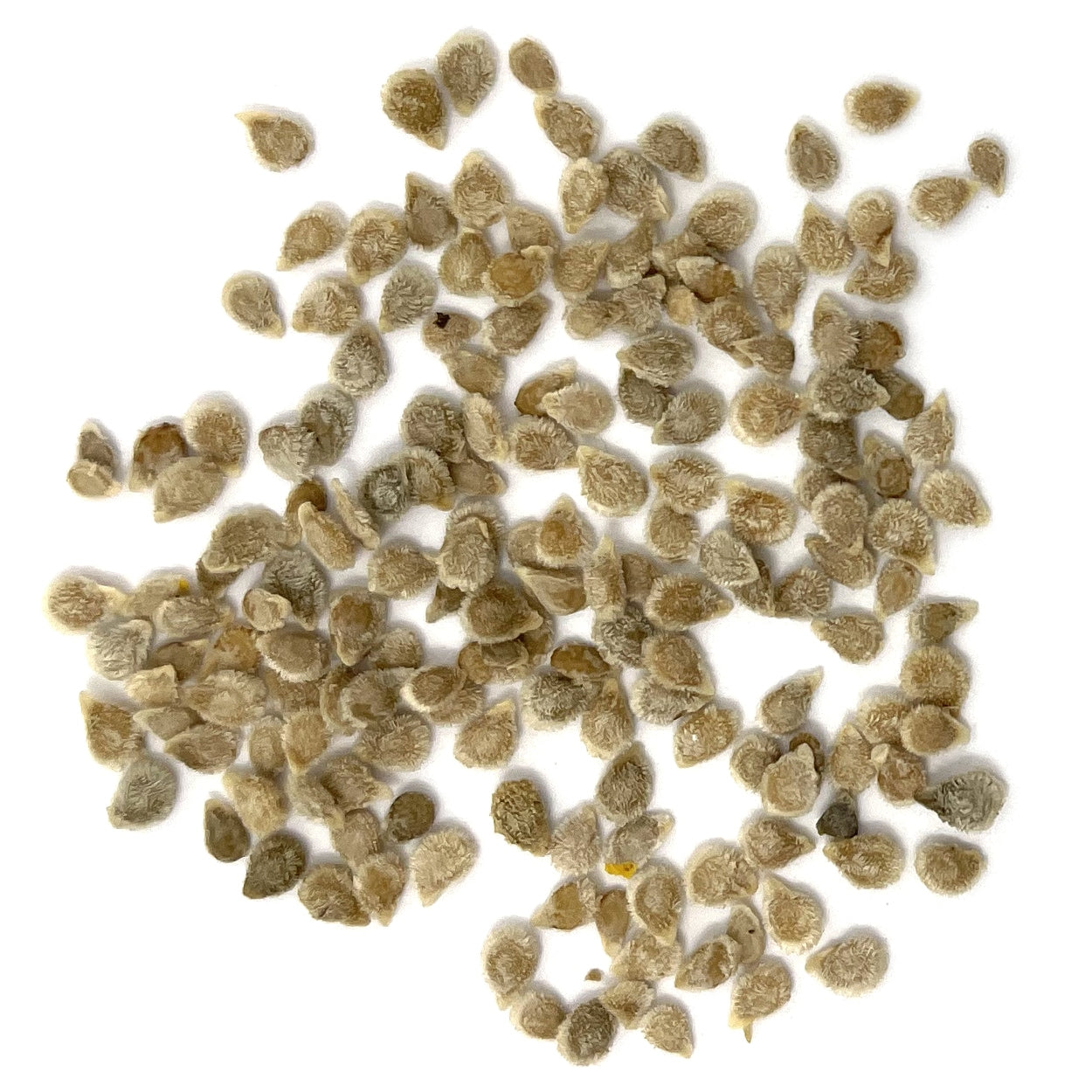 Seeds on a white background 