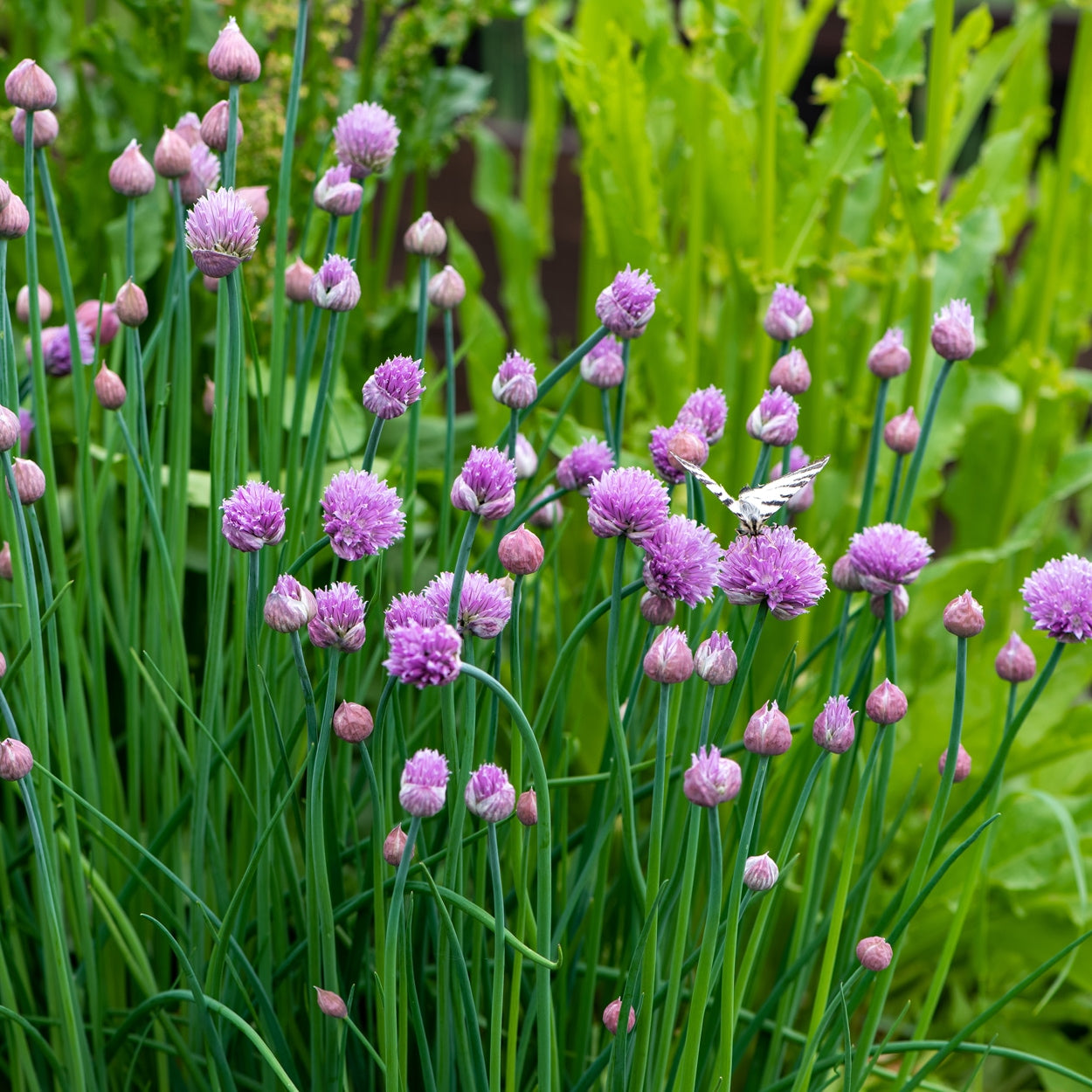 Chives Growing In a Garden 