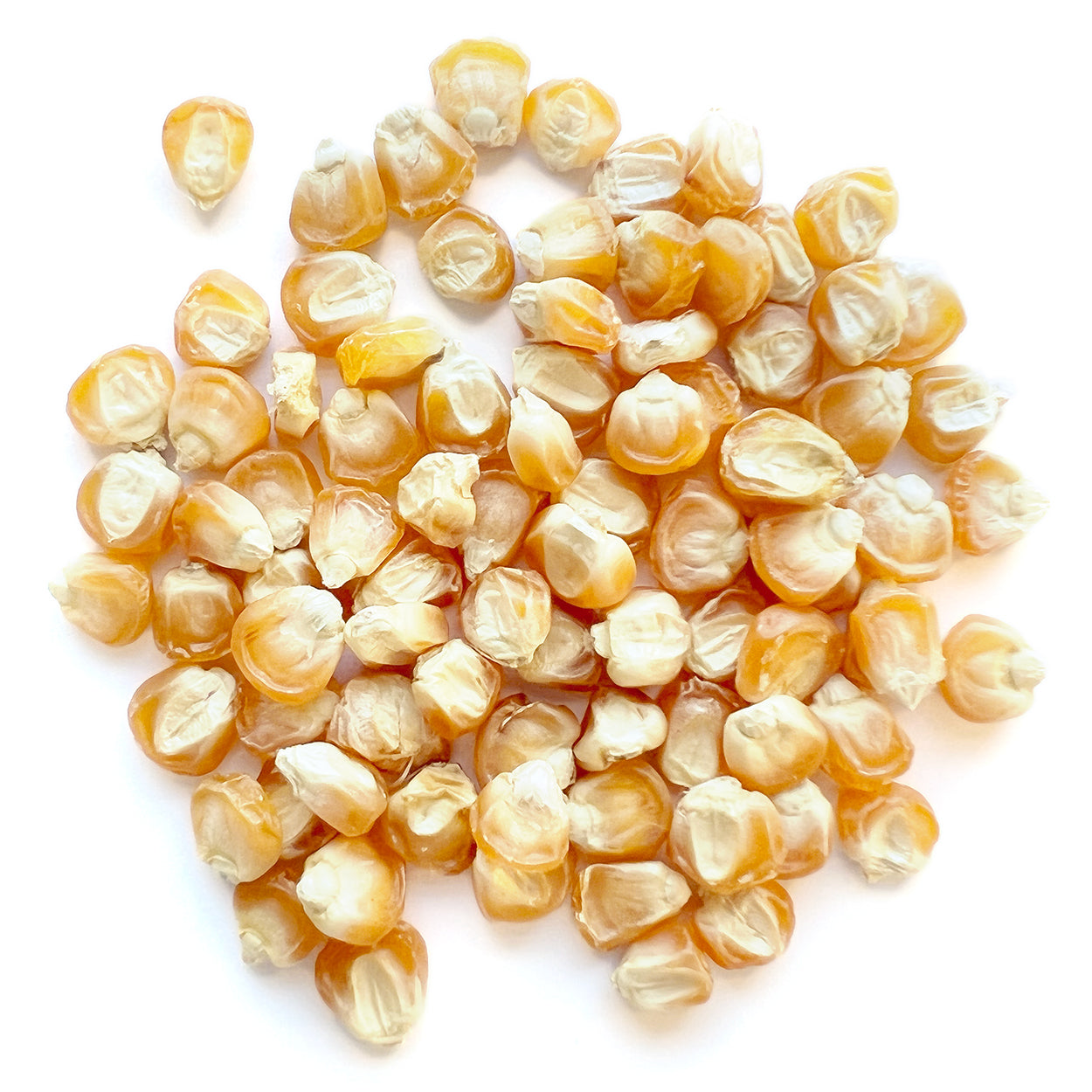 A close view of seeds on a white background 
