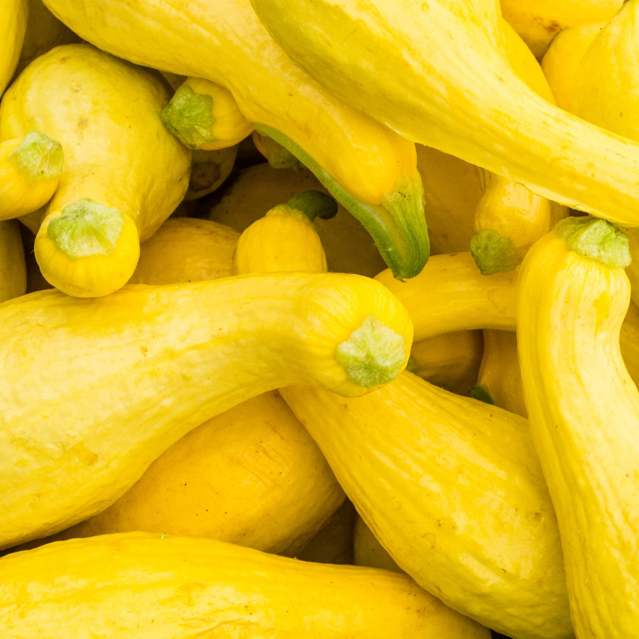 A bunch of Crookneck Squash