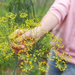 The Old Farmer's Almanac Organic Bouquet Dill Seeds - Premium Non-GMO, Open Pollinated, USA Origin, Heirloom, Herb Seeds