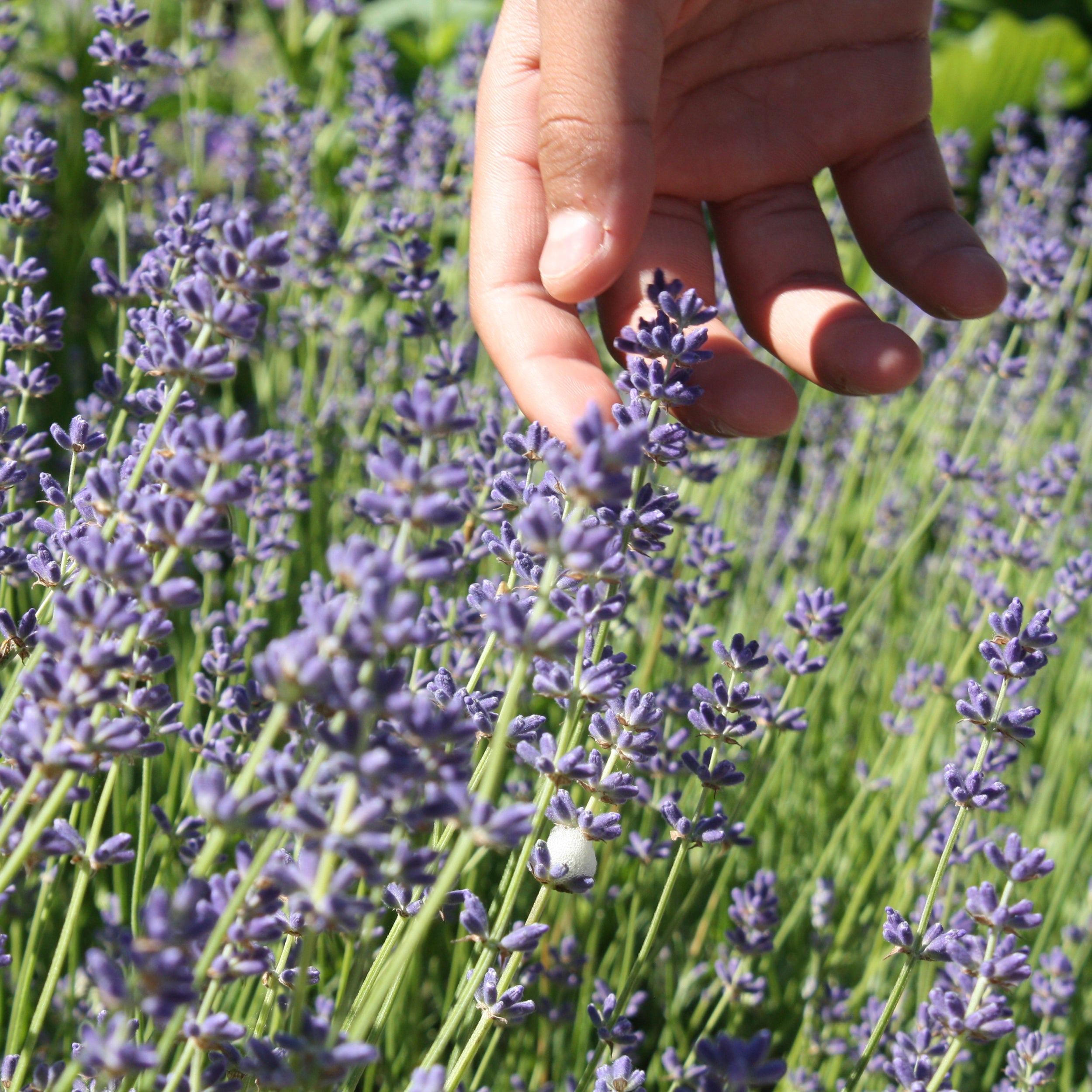 Hand Picking Lavender 