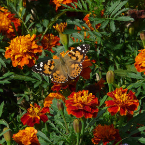 The Old Farmer's Almanac Petite Mixture Marigold Seeds - Premium Non-GMO, Open Pollinated, USA Origin, Flower Seeds