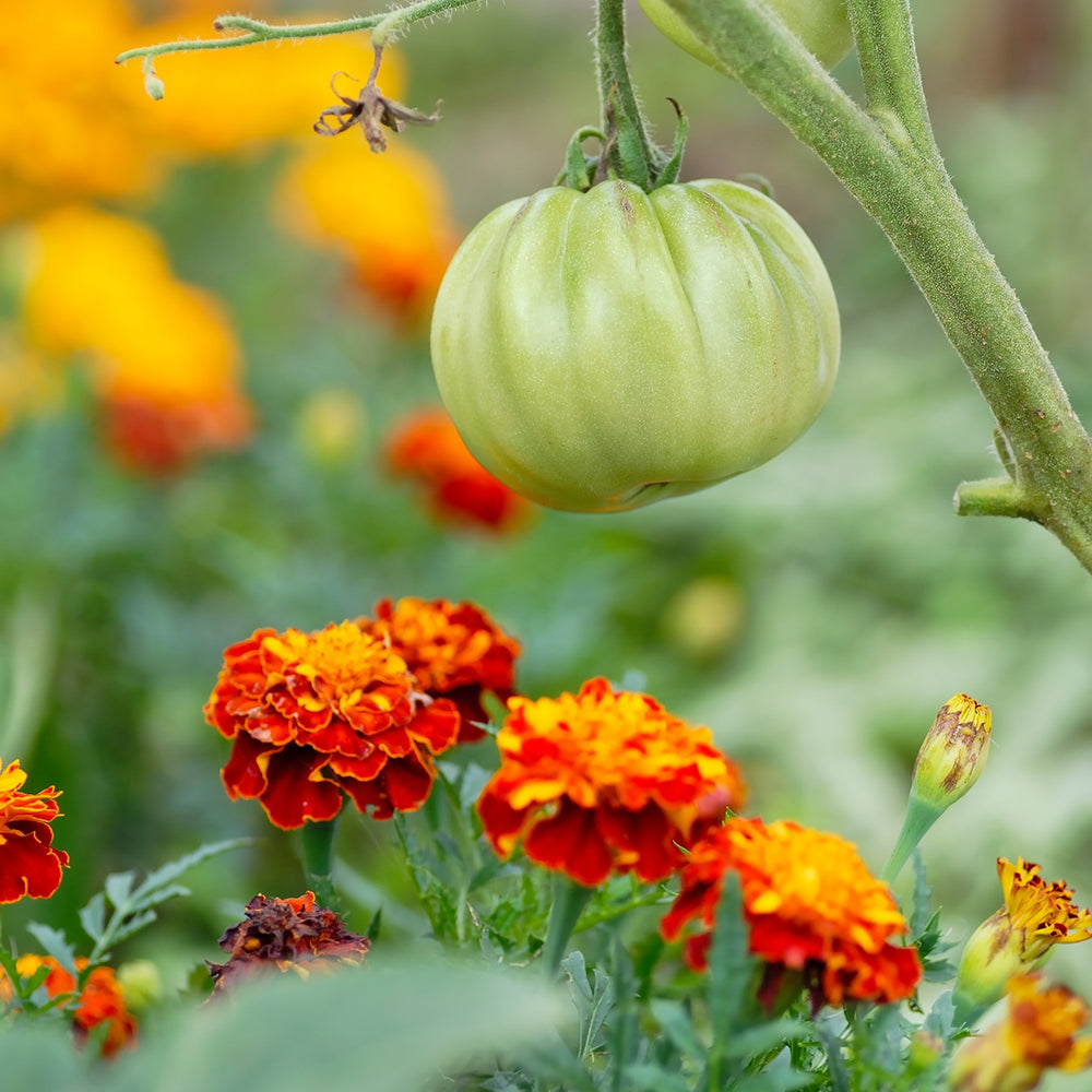 The Old Farmer's Almanac Petite Mixture Marigold Seeds - Premium Non-GMO, Open Pollinated, USA Origin, Flower Seeds