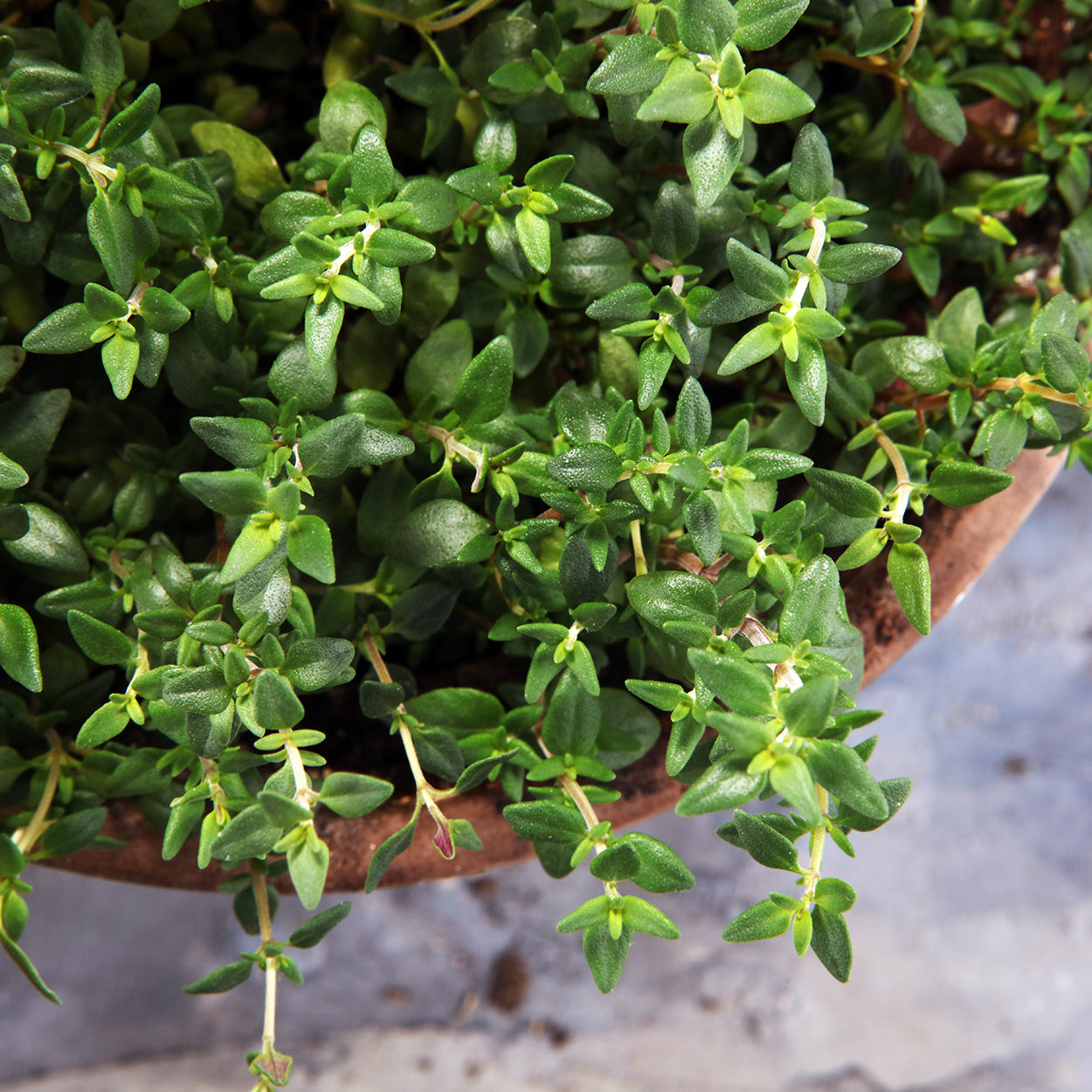 Thyme in Wooden Bowl