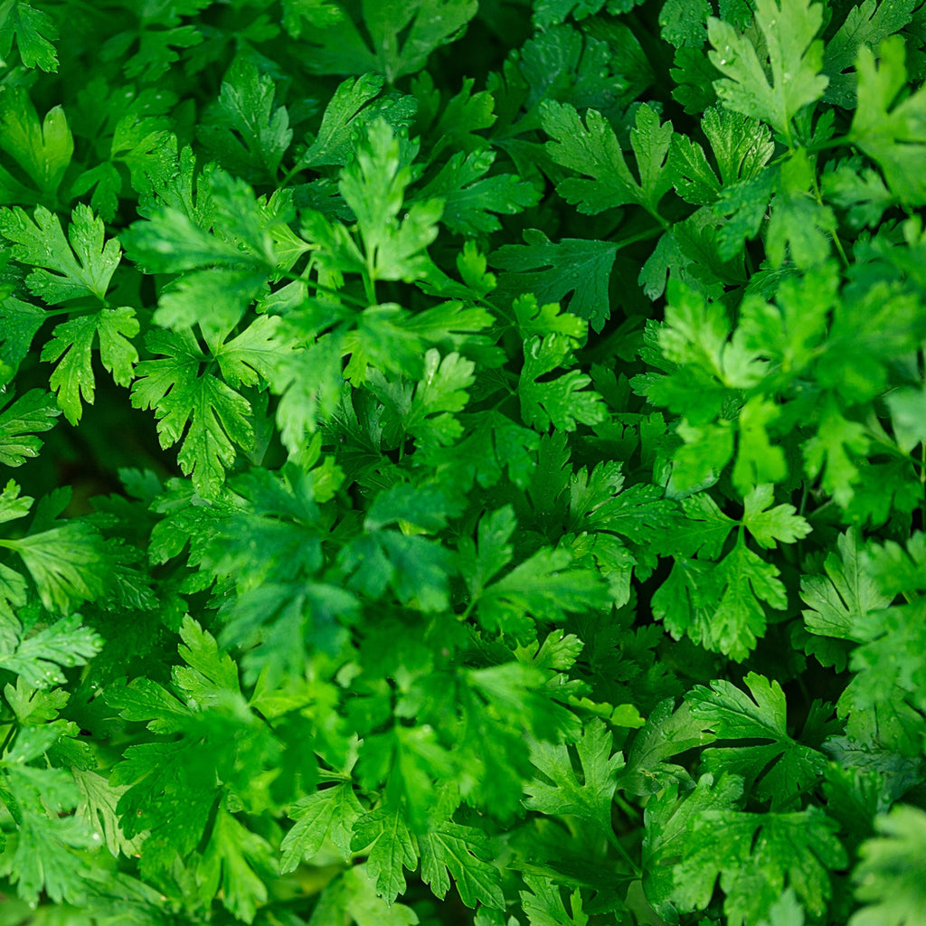 The Old Farmer's Almanac Heirloom Dark Green Italian Flat Leaf Parsley Seeds
