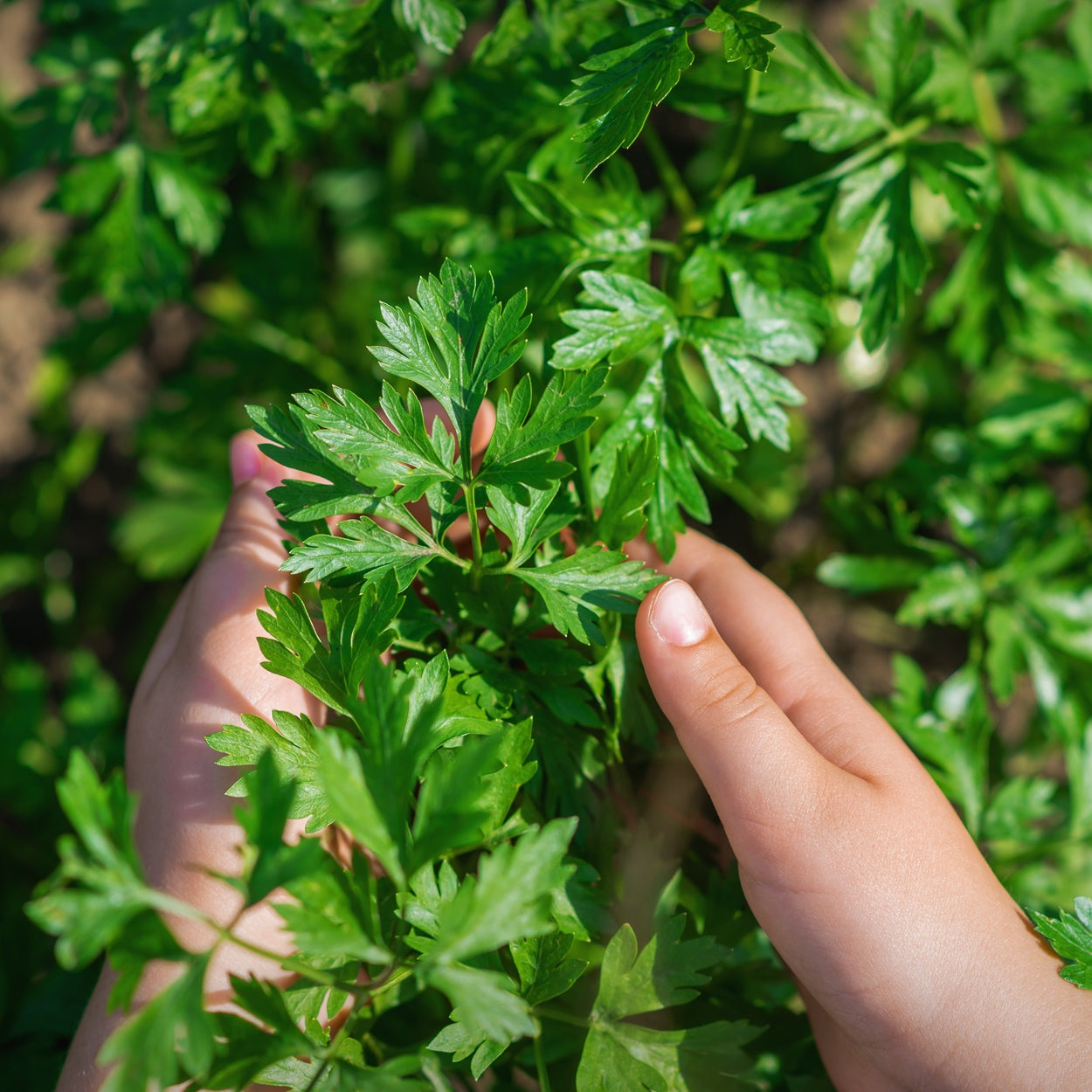 Hands Holding Parsley 