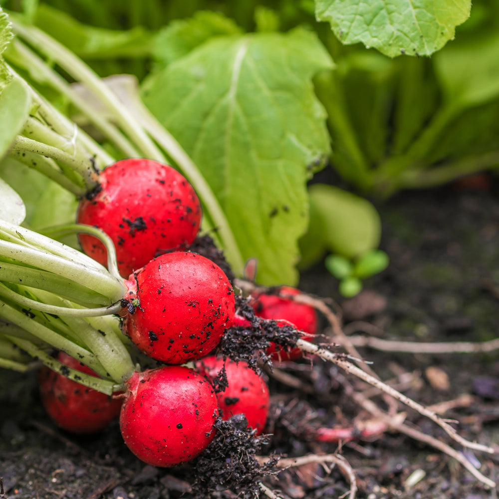 The Old Farmer's Almanac Organic Cherry Belle Radish Seeds - Premium Non-GMO, Open Pollinated, USA Origin, Heirloom, Vegetable Seeds