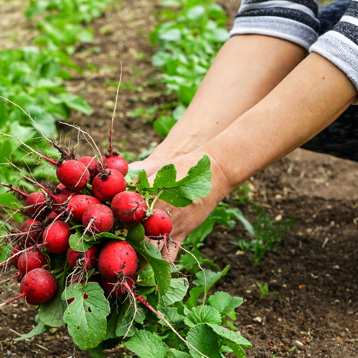 Radish being picked in garden 
