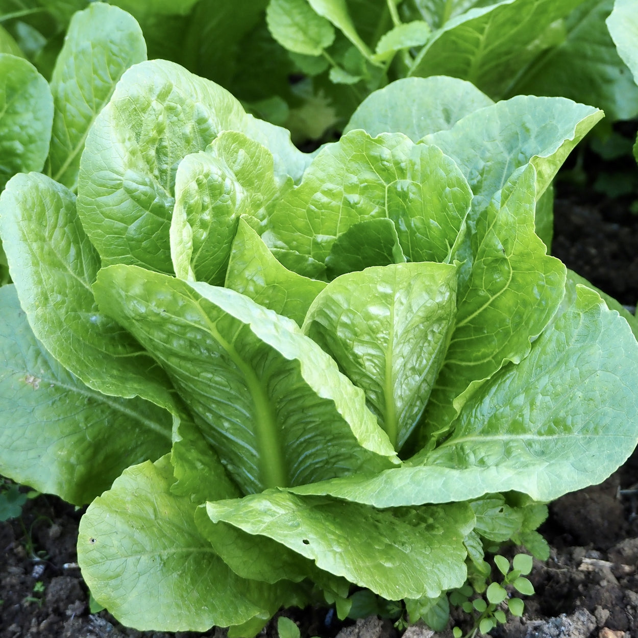 Head Of Romaine Lettuce Growing 