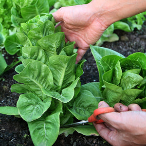 The Old Farmer's Almanac Heirloom Paris Island Cos Romaine Lettuce Seeds - Premium Non-GMO, Open Pollinated, USA Origin, Vegetable Seeds