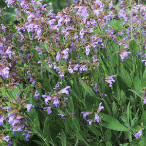 The Old Farmer's Almanac Heirloom Broad Leaved Sage Seeds - Premium Non-GMO, Open Pollinated, Herb Seeds