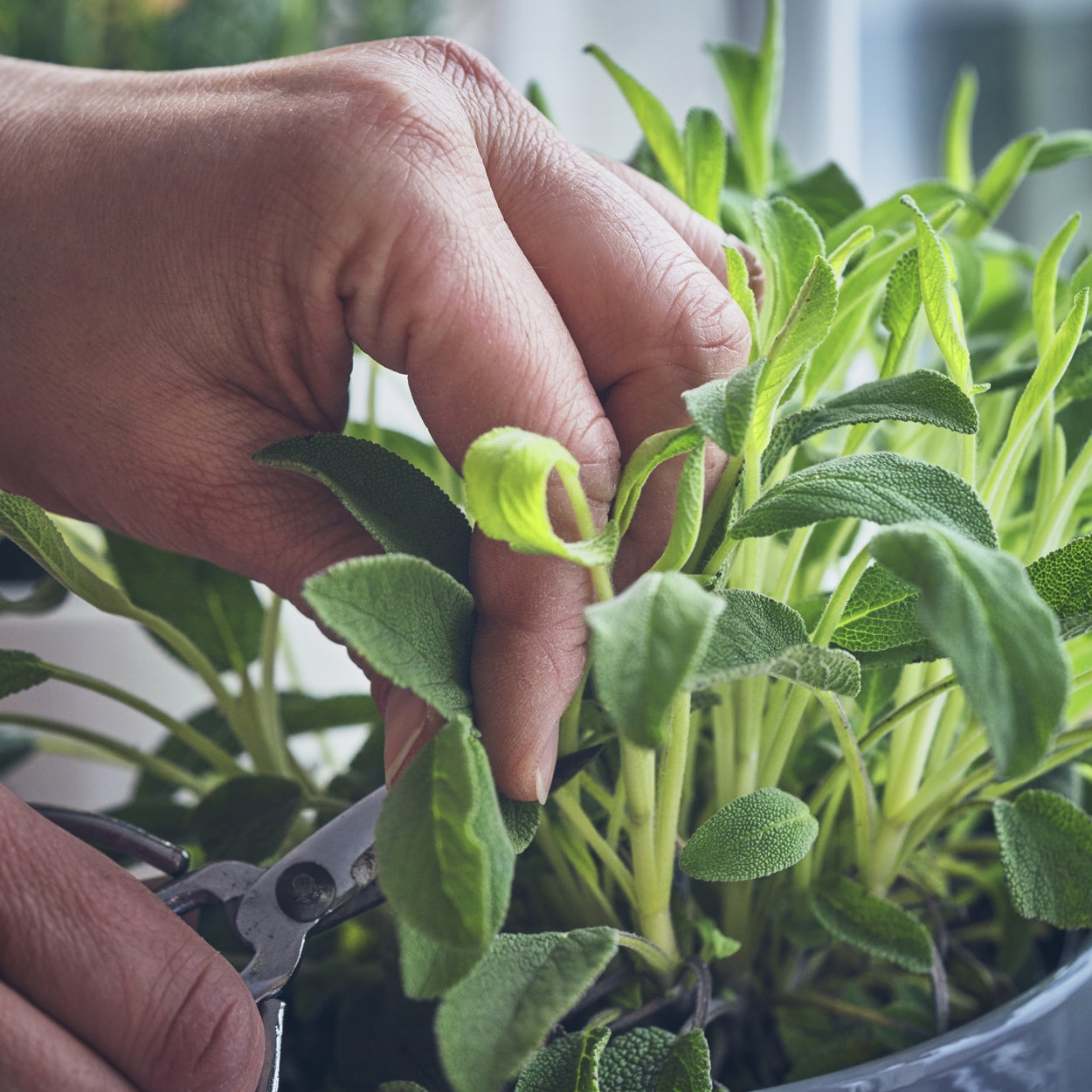 Sage being cut from container 
