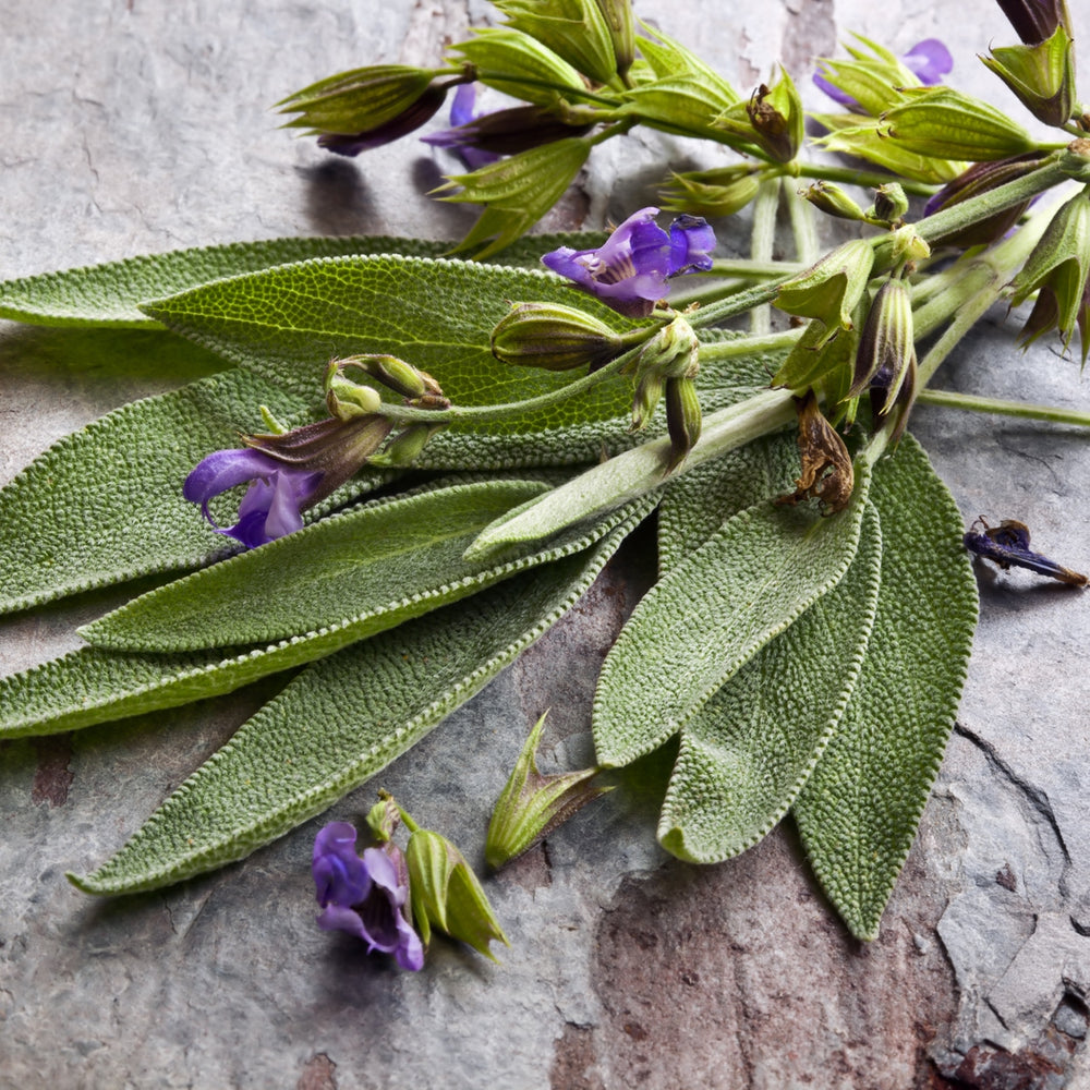 The Old Farmer's Almanac Heirloom Broad Leaved Sage Seeds - Premium Non-GMO, Open Pollinated, USA Origin, Herb Seeds