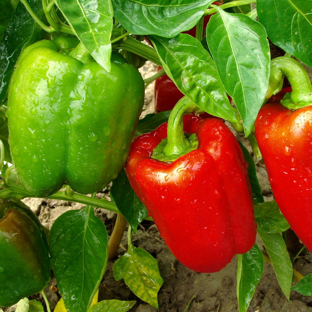 The Old Farmer's Almanac Heirloom Big Red Sweet Pepper Seeds - Premium Non-GMO, Open Pollinated, USA Origin, Vegetable Seeds