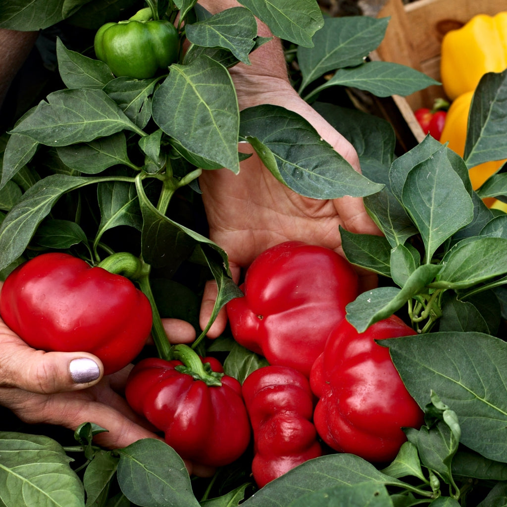 The Old Farmer's Almanac Heirloom Big Red Sweet Pepper Seeds