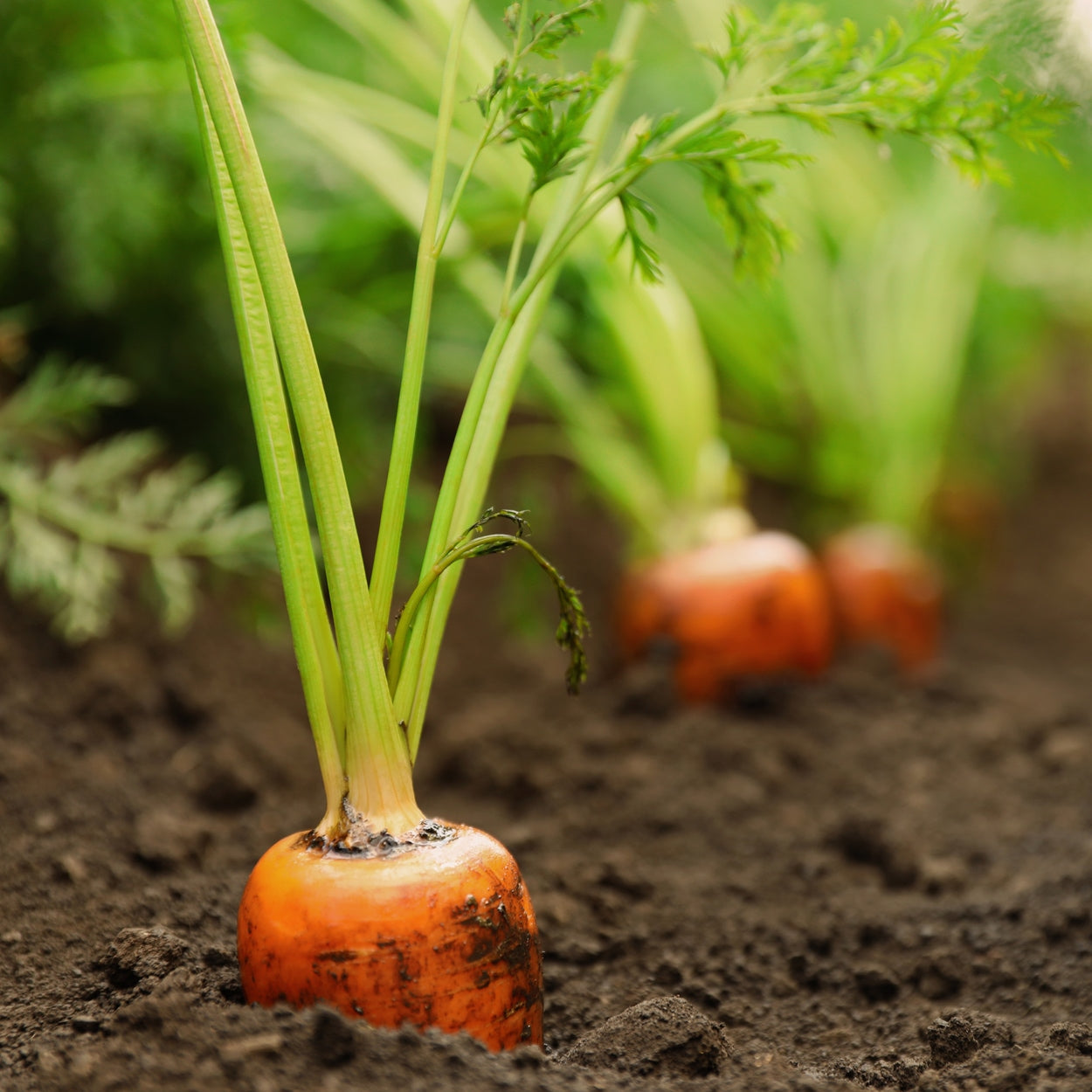 Carrots growing in the ground 