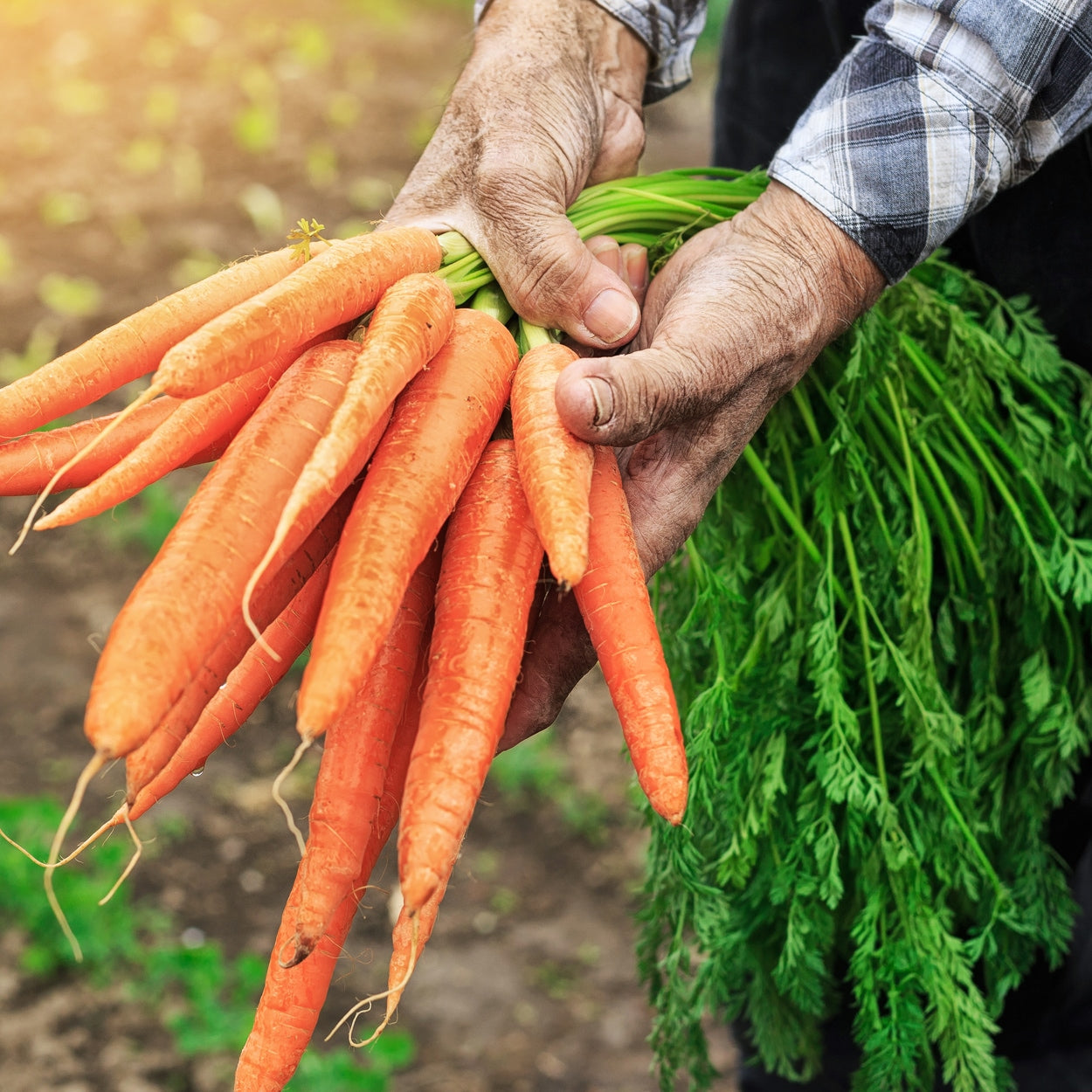 Hands holding picked carrots 
