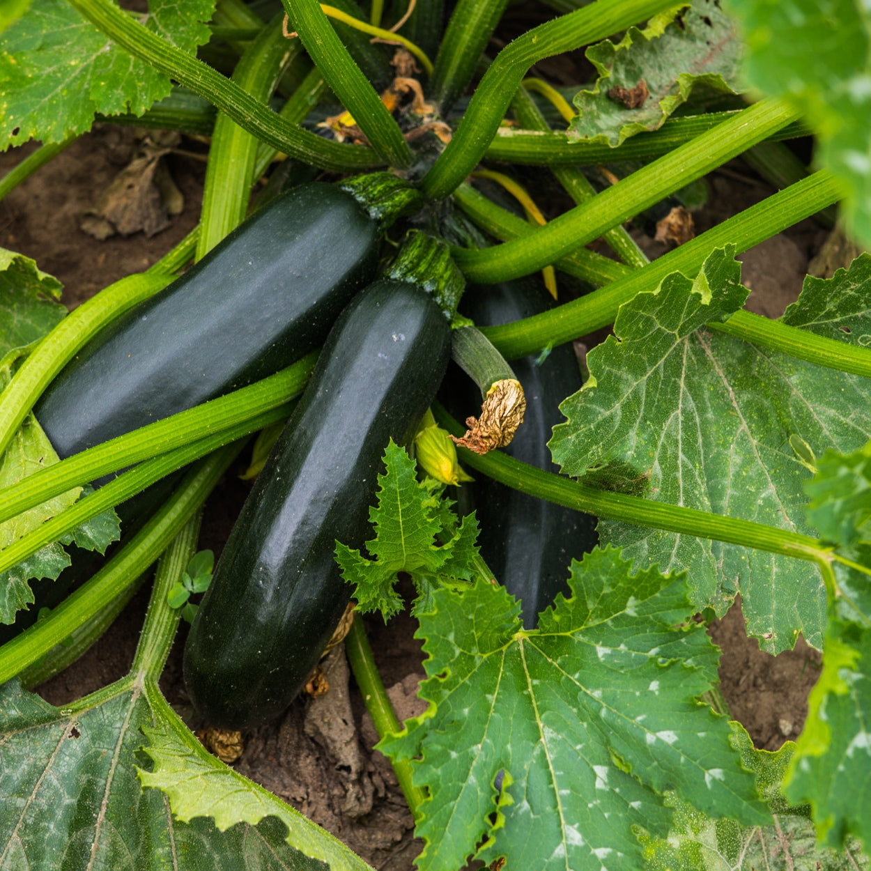 Zucchini Growing in the Garden 
