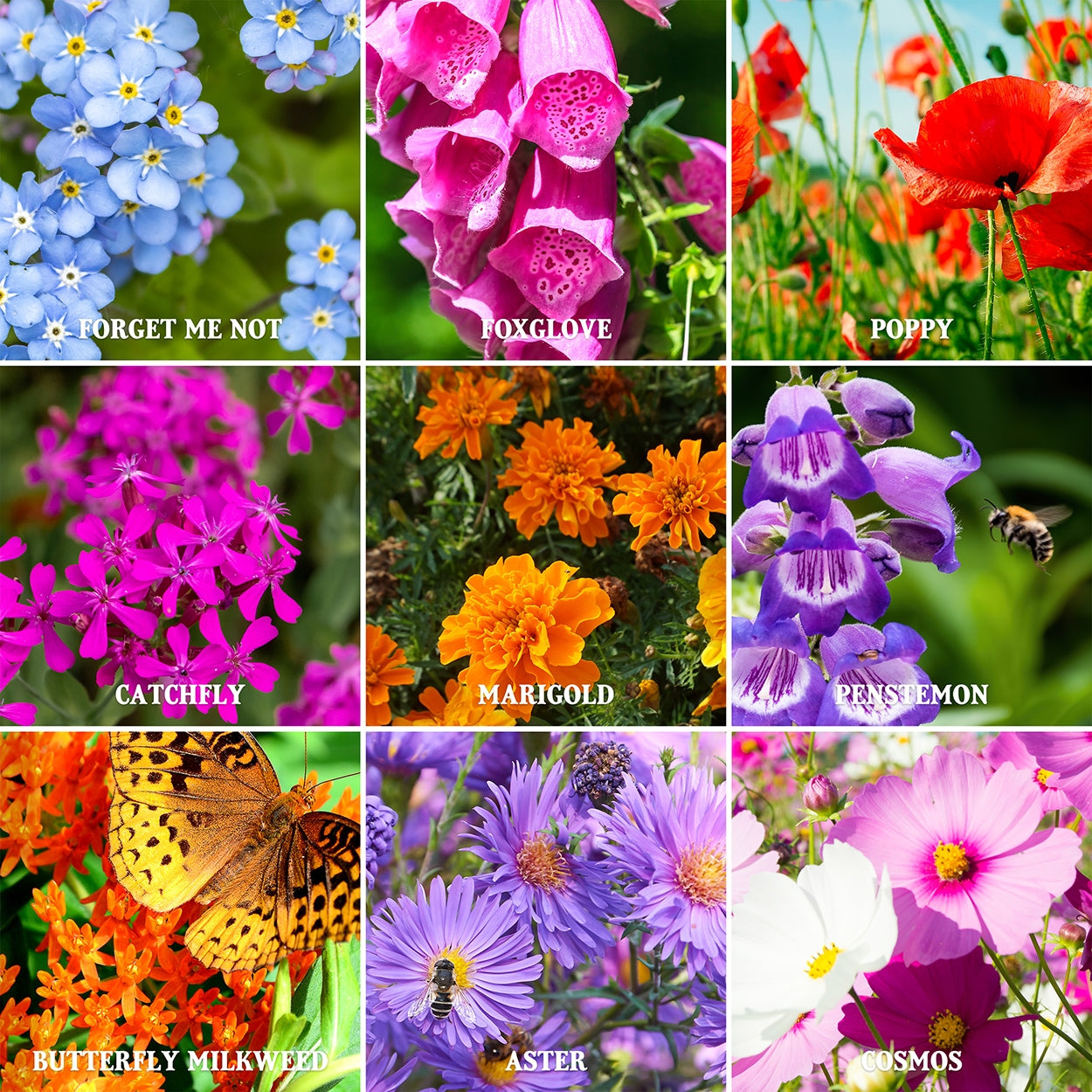 Nine Pictures of whats included with Wildflower Seed Packet